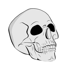 Anatomic Skull Vector Art isolated on white background. Detailed hand-drawn illustration of skull. Grunge weathered illustration.