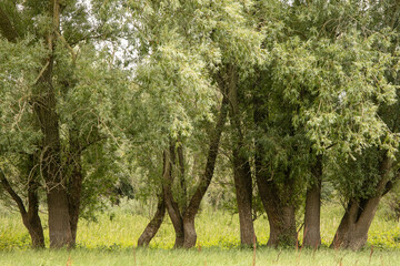 Fototapeta na wymiar trees in the dry floodplains of river the Waal, Netherlands