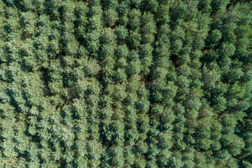 Zenithal aerial view of a pine forest