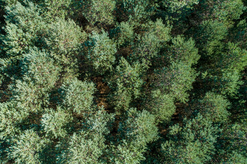 Overhead aerial view of a pine forest