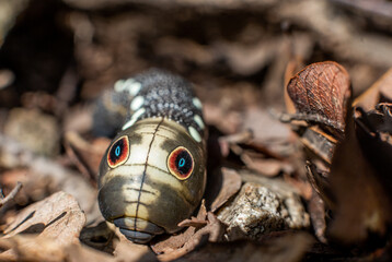 Falcon sphinx caterpillar from Madera Canyon, Arizona 