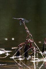 Chalk-Fronted Corporal balancing over the water - 529920060