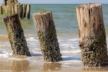 Selective focus of wooden wave breaker poles on the beach, Row of groyne at Dutch north sea...