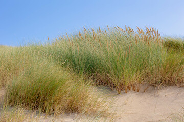 Die Dünen oder der Deich an der niederländischen Nordseeküste, europäisches Marramgras (Strandgras) auf der Sanddüne mit blauem Himmel als Hintergrund, Naturmuster-Texturhintergrund, Nordholland, Niederlande.