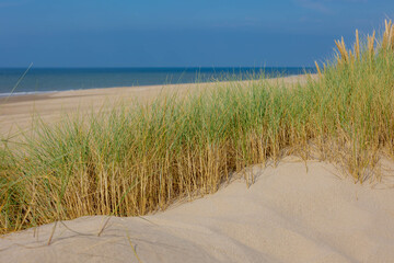 Fototapeta na wymiar The dunes or dyke at Dutch north sea coast, European marram grass (beach grass) on the sand dune with blue sky as backdrop, Nature pattern texture background, North Holland, Netherlands.