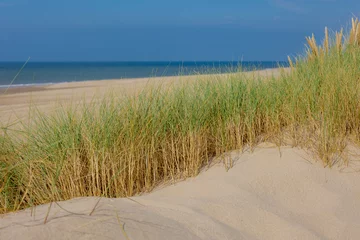 Poster de jardin Mer du Nord, Pays-Bas Les dunes ou la digue de la côte néerlandaise de la mer du Nord, l& 39 herbe de marram européenne (herbe de plage) sur la dune de sable avec un ciel bleu en toile de fond, l& 39 arrière-plan de la texture du motif naturel, la Hollande du Nord, Pays-Bas.