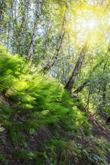 Birch forest with a grassy hill