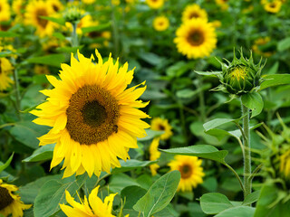 Obraz premium sunflower field in summer