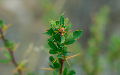 Plantas de campo silvestre