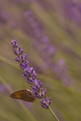 Brązowy motyl na fioletowej lawendzie