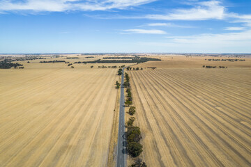 Looking down on a dirt road lined by trees leading into the distance.