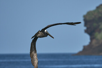 Pelican over the Ocean