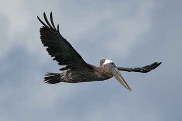 Pelican over the Ocean