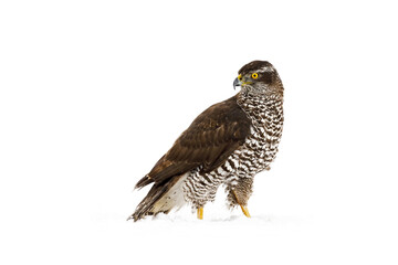 Hawk in snowfall. Northern goshawk, Accipiter gentilis, perched on snowy forest meadow in cold winter. Majestic predator in wild nature. Beautiful bird with yellow eyes. High key image.