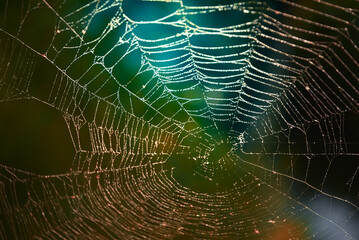 A cobweb with highlighted water droplets. Natural background in orange, green and blue colors with...