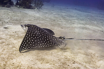 Eagle Ray in sand in Grand Cayman