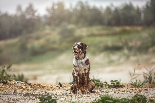 Portrait of a leopard labrador design breed dog having fun at a sandpit in autumn at a rainy day outdoors