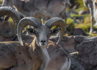 Bighorn sheep or mountain sheep Ram with big horns