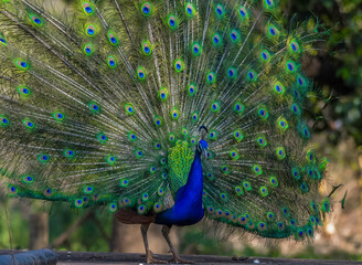 Peacock or male peafowl dancing during courtship and displaying beautiful colors