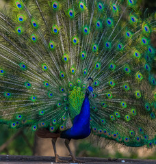 Fototapeta premium Peacock or male peafowl dancing during courtship and displaying beautiful colors