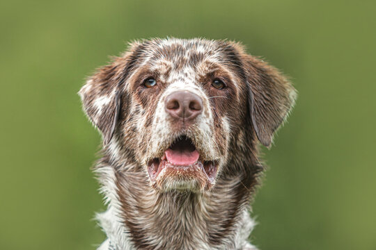 Frontal head portrait of a leopard labrador retriever dogbreed posing on a meadow outdoors at a rainy day