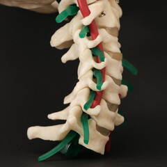 Cervical Spine Model Side View