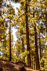 Conjunto de pinus sp que pertenece a la familia pinaceae, en la isla de Tenerife.