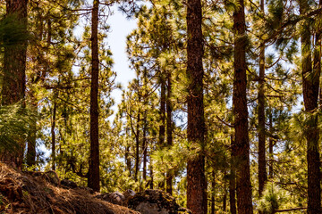Conjunto de pinus sp que pertenece a la familia pinaceae, en la isla de Tenerife.