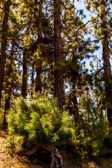 Obraz premium Conjunto de pinus sp que pertenece a la familia pinaceae, en la isla de Tenerife.