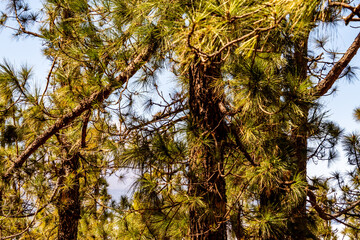 Conjunto de pinus sp que pertenece a la familia pinaceae, en la isla de Tenerife.