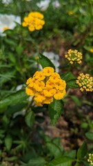 yellow flowers in the garden
