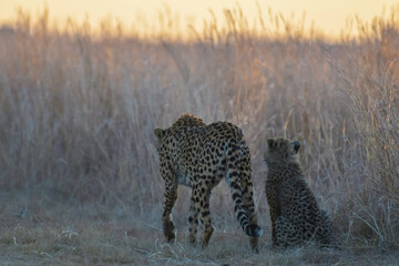 Cheetah family in wild at sunset in South Africa