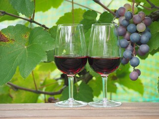 ワイン葡萄と赤ワイン