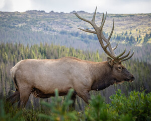 Bull Rocky mountain elk (cervus canadensis) walking in search of harem for fall elk rut Rocky Mountain National Park, Colorado USA