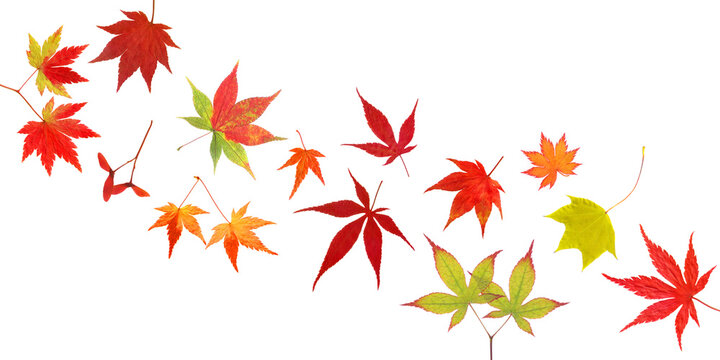 秋深く色づくモミジの葉、紅葉の背景イメージ