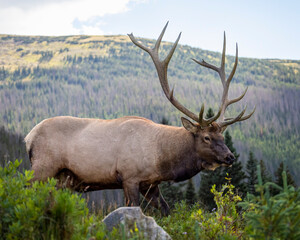 Bull Rocky mountain elk (cervus canadensis) walking in search of harem for fall elk rut, Rocky Mountain National Park, Colorado USA