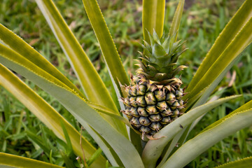 Pineapple
