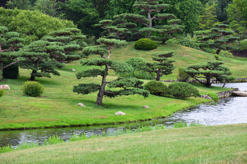 Manicured trees along pond in summer 