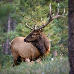 Close up of one antlered Rocky Mountain bull elk (cervus canadensis) standing in forest during fall elk rut Colorado Rocky Mountains, USA