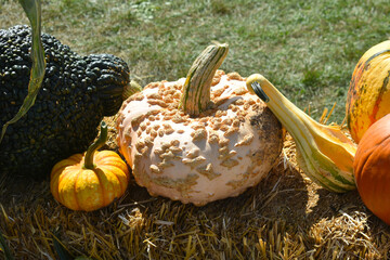 Pumpkins and gourds in front of a haystack