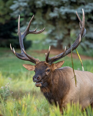 Bull Rocky Mountain elk (cervus canadensis) with cattail hanging from antler after wallowing in cattails during fall elk rut Colorado, USA