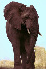 Fototapeta na wymiar Elephant walking