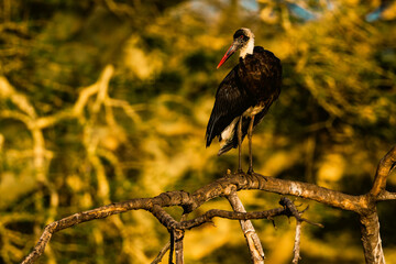 A stork on a branch 