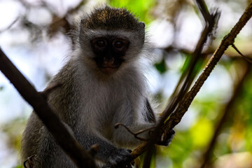 Monkey in a tree 