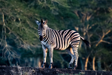 zebra eating grass
