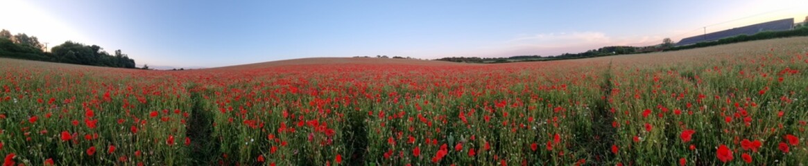 Poppyfields