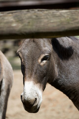 The head of a donkey peeking out from behind a wooden fence.