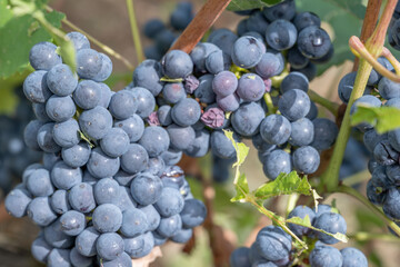 grappe de raisin noir et mure sur son cep de vigne