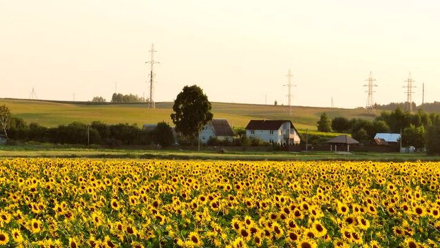 Sunflower in field on sunset in rural. Sunflowers farm fields in village. Harvesting sunflower seeds in autumn harvest season. Sunflowers field at village house in countryside on sunset. 