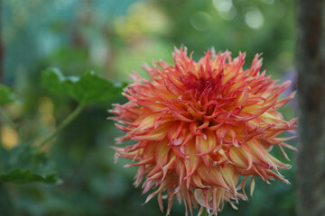 Beautiful blooming dahlia flower outdoors in green garden, closeup